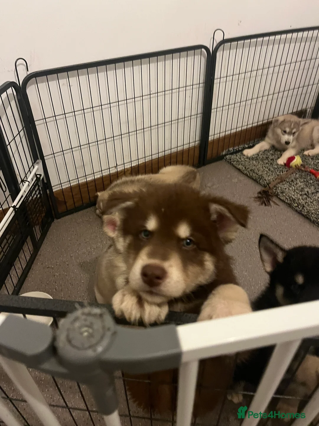 Northern Inuit dogs for sale: Northern Innuit puppies for sale  - Advert 24