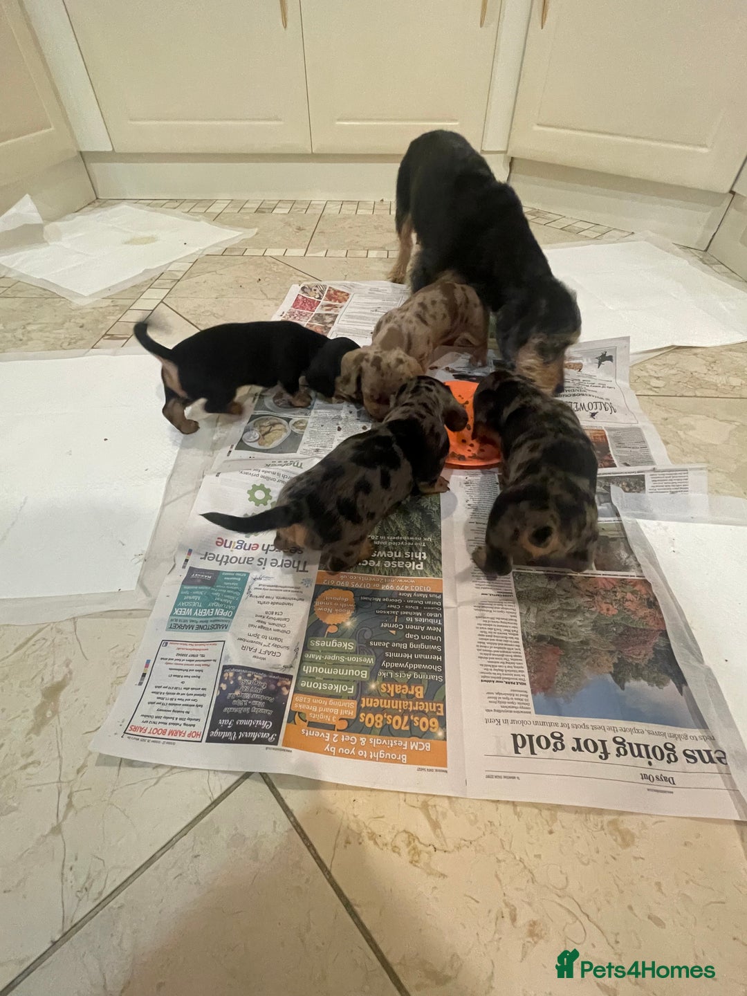 Dachshund dogs for sale: 4 gorgeous pups - Advert 4