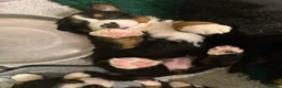 Bernese Mountain Dog dogs for sale: KC Bernese Mountain Dog Puppies - Advert 7