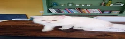 Maine Coon cats for sale: 8 month old kitten  in Trowbridge - Advert 4
