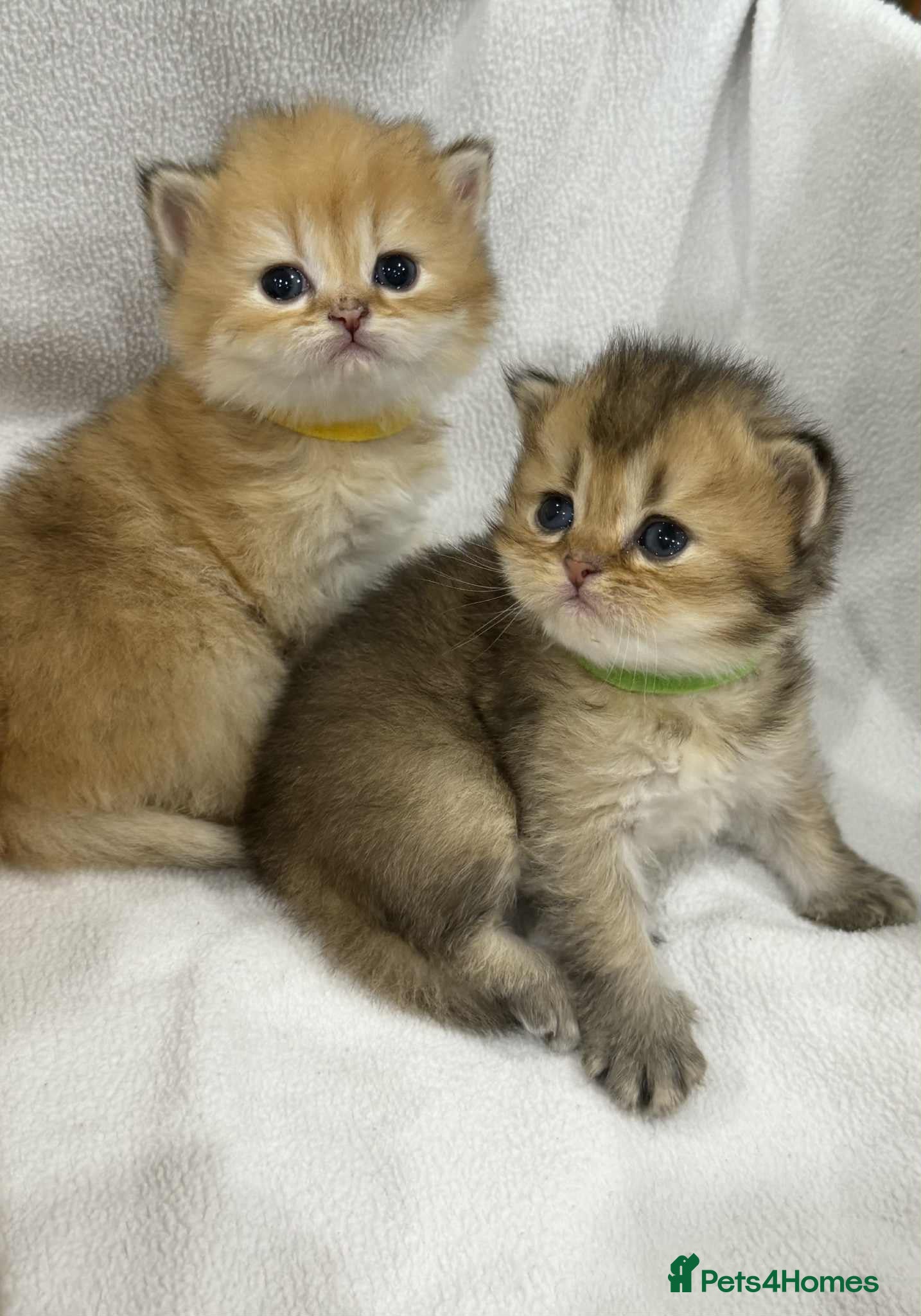 British Longhair cats ⭐️STUNNING GOLDEN BRITISH LONGHAIR TICA KITTENS⭐️ - Advert 5