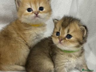 British Longhair cats ⭐️STUNNING GOLDEN BRITISH LONGHAIR TICA KITTENS⭐️ - Advert 5