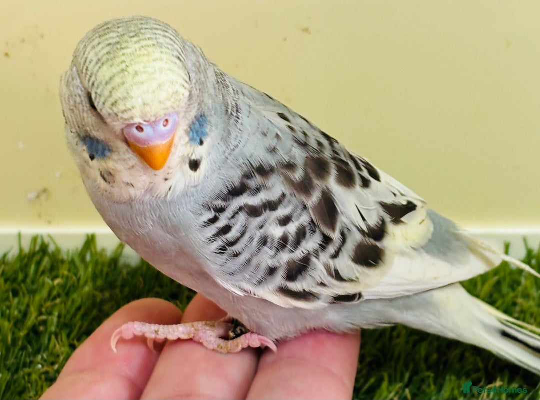 Budgerigars birds for sale: Beautiful baby budgies for sale  - Image 4