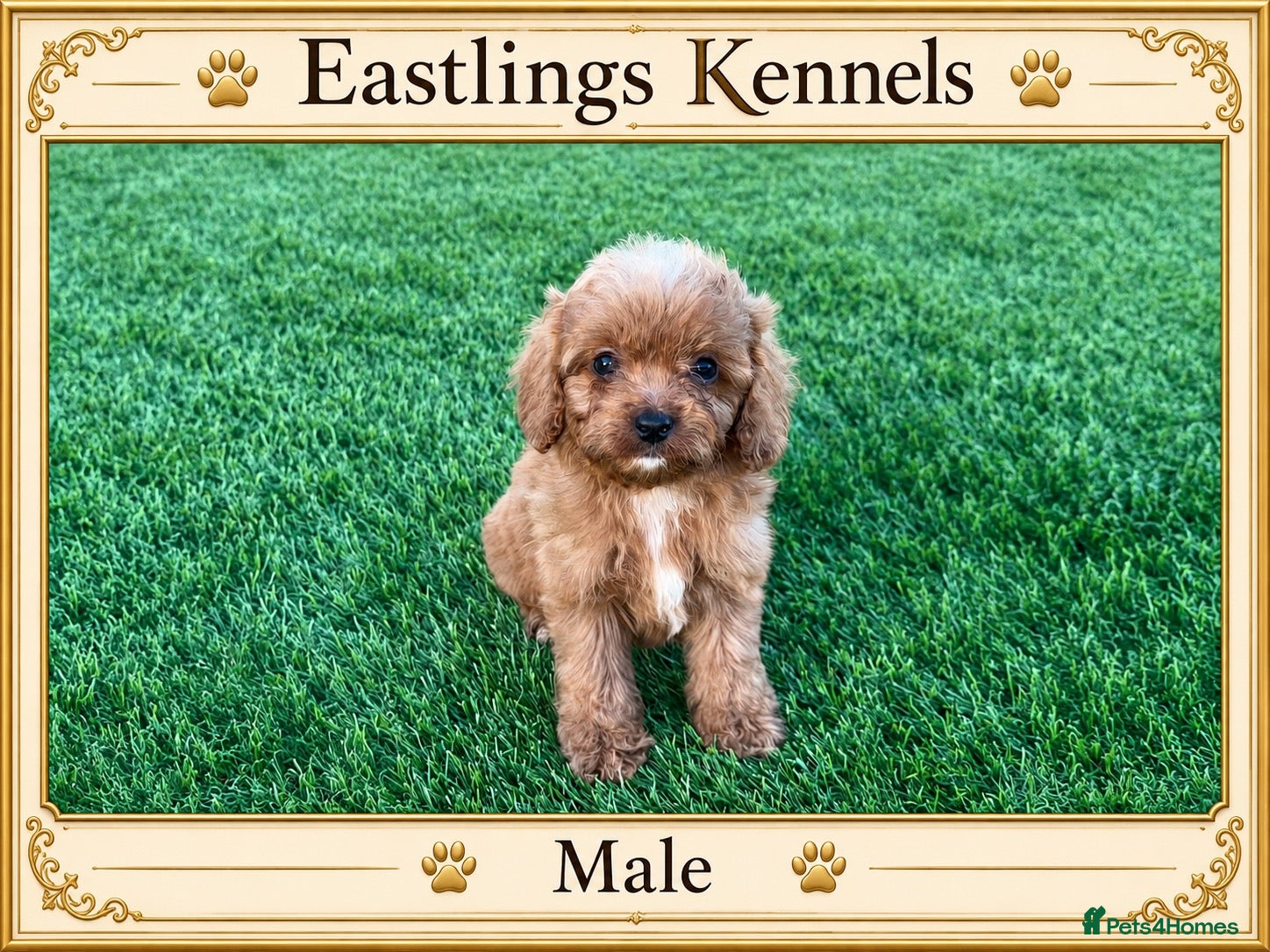 Cavapoo dogs F1 Cavapoos  - Advert 1