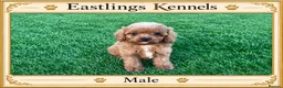 Cavapoo dogs for sale: F1 Cavapoos  - Advert 4