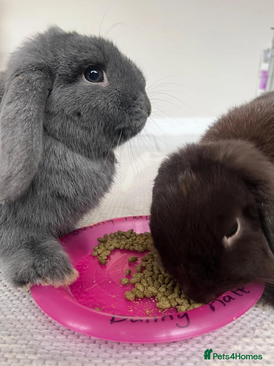Mini Lop rabbits for sale: Male bonded pair mini lops in Coventry - Advert 1