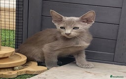Oriental cats for sale: Oriental/siamese  - Image 16