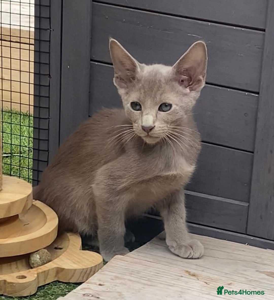Oriental cats for sale: Oriental/siamese  - Image 16