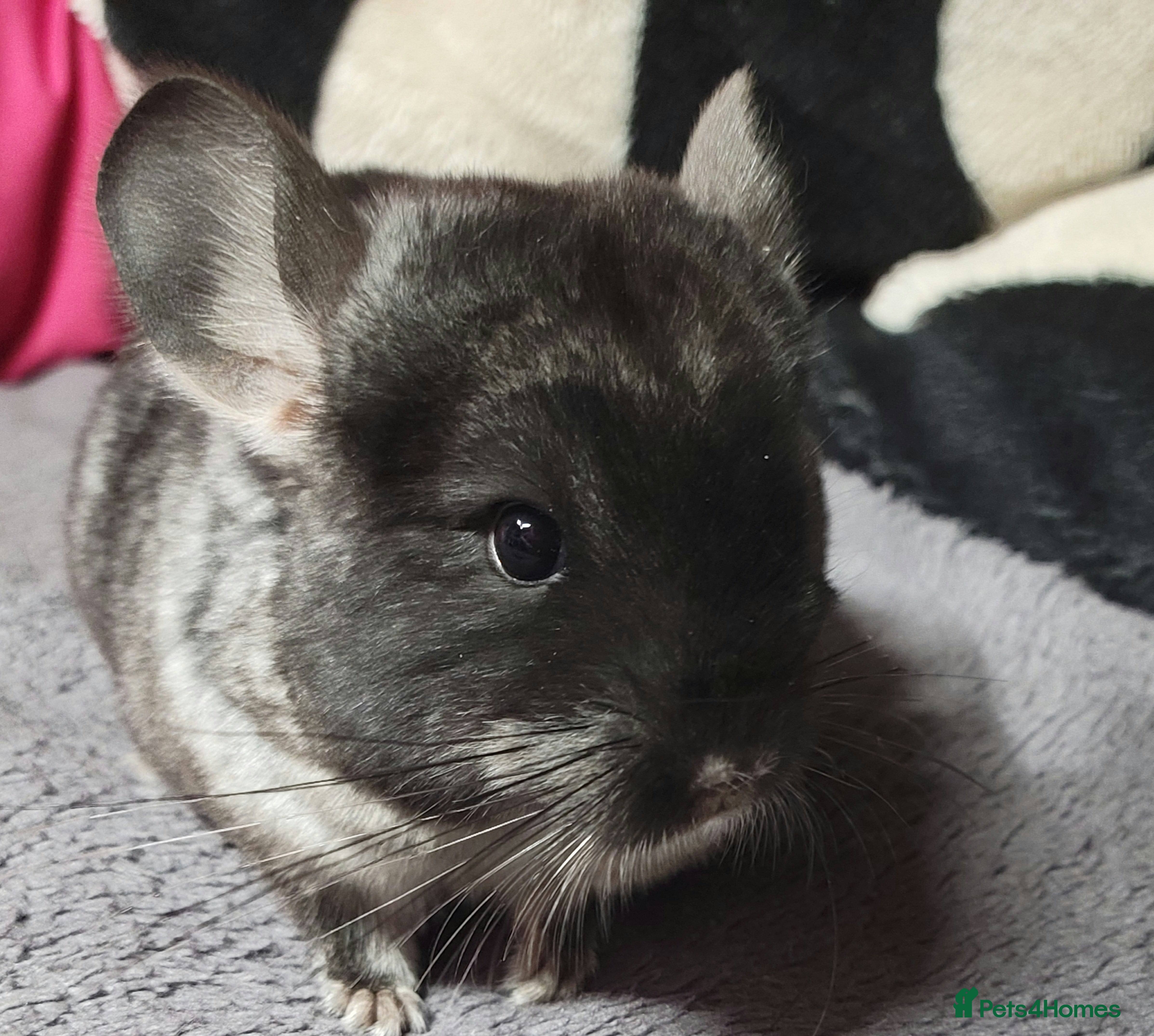 Chinchilla rodents Baby female black chinchillas - Advert 1