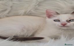 Mixed Breed cats for sale: Adorable Pedigree kitten - GCCF - REDUCED PRICE - Image 2
