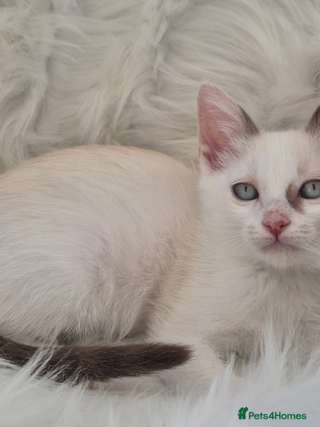 Mixed Breed cats for sale: Adorable Pedigree kitten - GCCF - REDUCED PRICE - Image 2