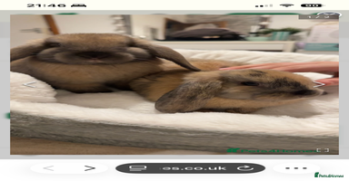 French Lop rabbits - Advert 8