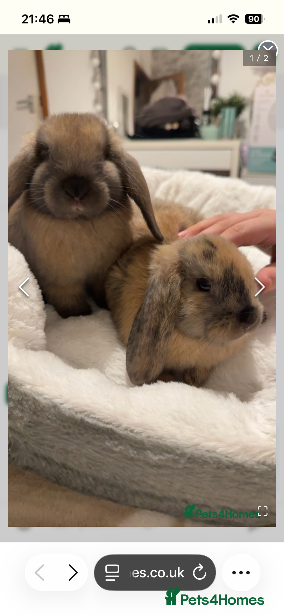 French Lop rabbits for sale: 9 week old lop bunnies . 2 boys left . - Advert 2