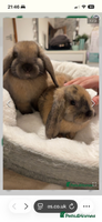 French Lop rabbits - Advert 2