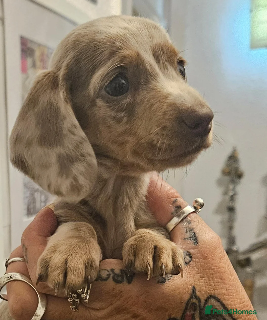 Dachshund dogs for sale: Beautiful miniture Dashounds - Advert 1