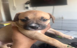 Mixed Breed dogs for sale: Pups for sale - Image 12