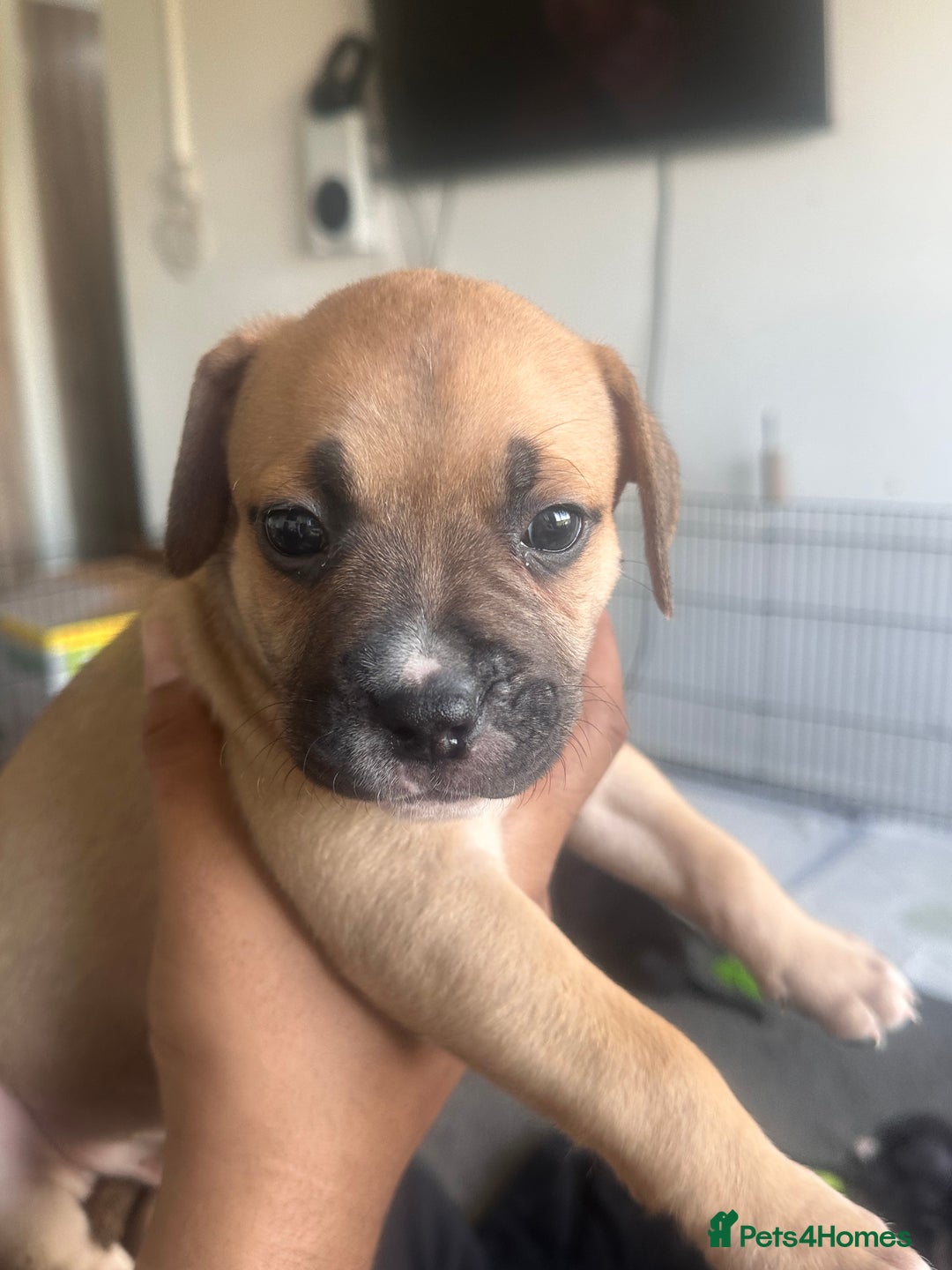 Mixed Breed dogs for sale: Pups for sale - Image 12