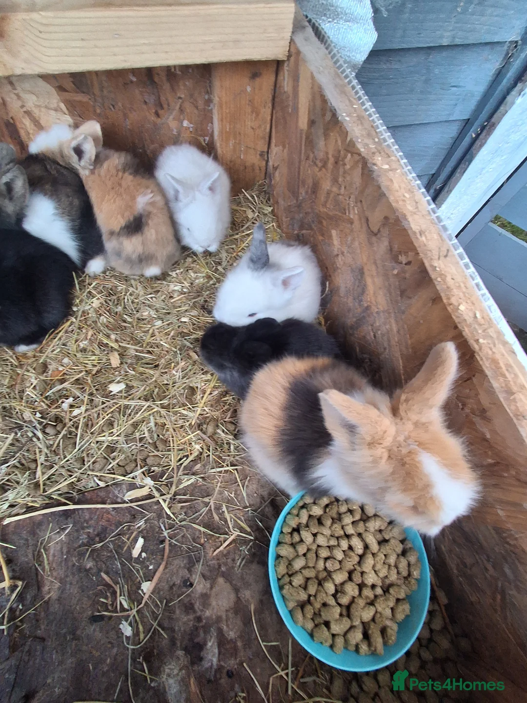 Lionhead rabbits for sale: Lionhead Baby Rabbits 🐰 - Advert 2
