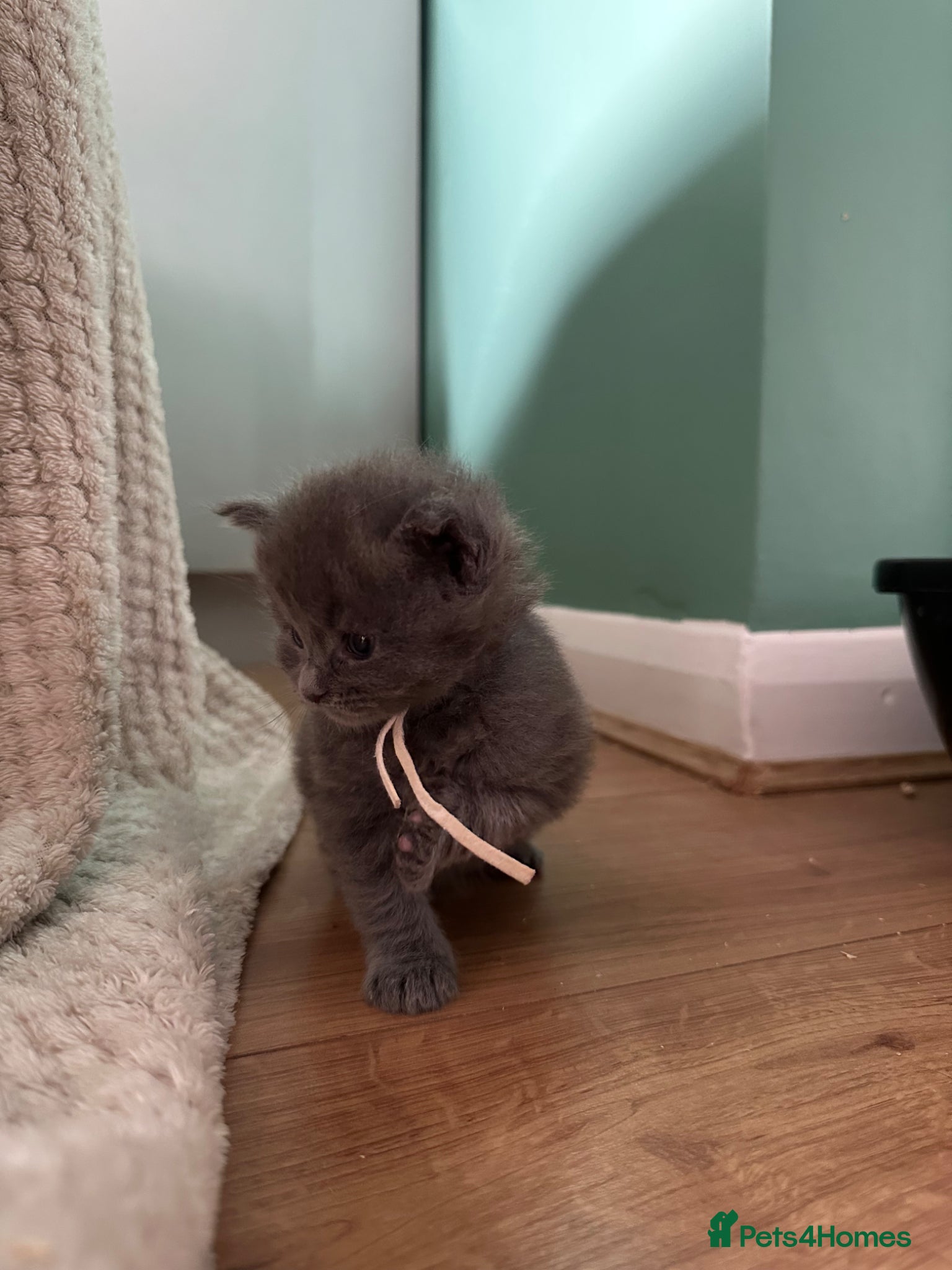Maine Coon cats for sale: 5 beautiful Maine coon kittens - Advert 24
