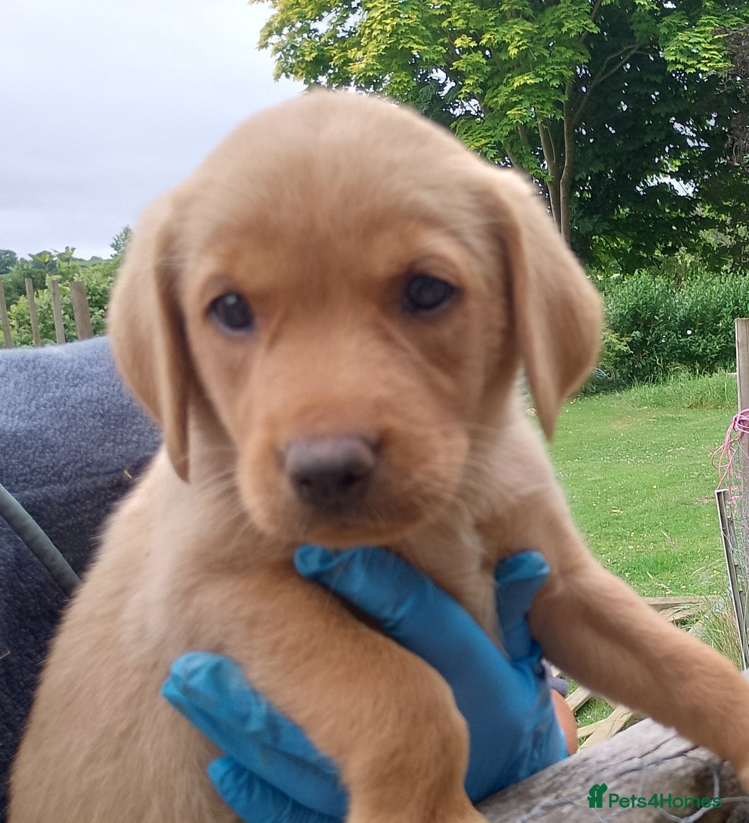 Labrador Retriever dogs for sale: Loving active homes wanted in Axminster - Image 19