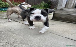 Olde English Bulldogge dogs for sale: Bailey  - Image 4