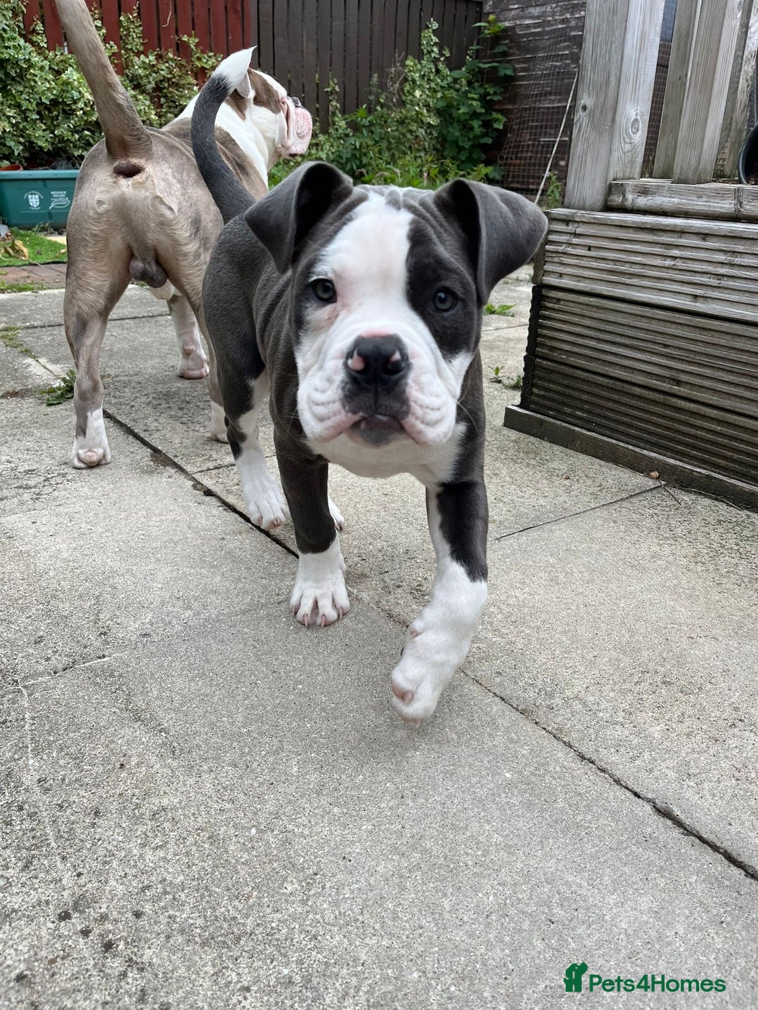 Olde English Bulldogge dogs for sale: Bailey  - Image 4