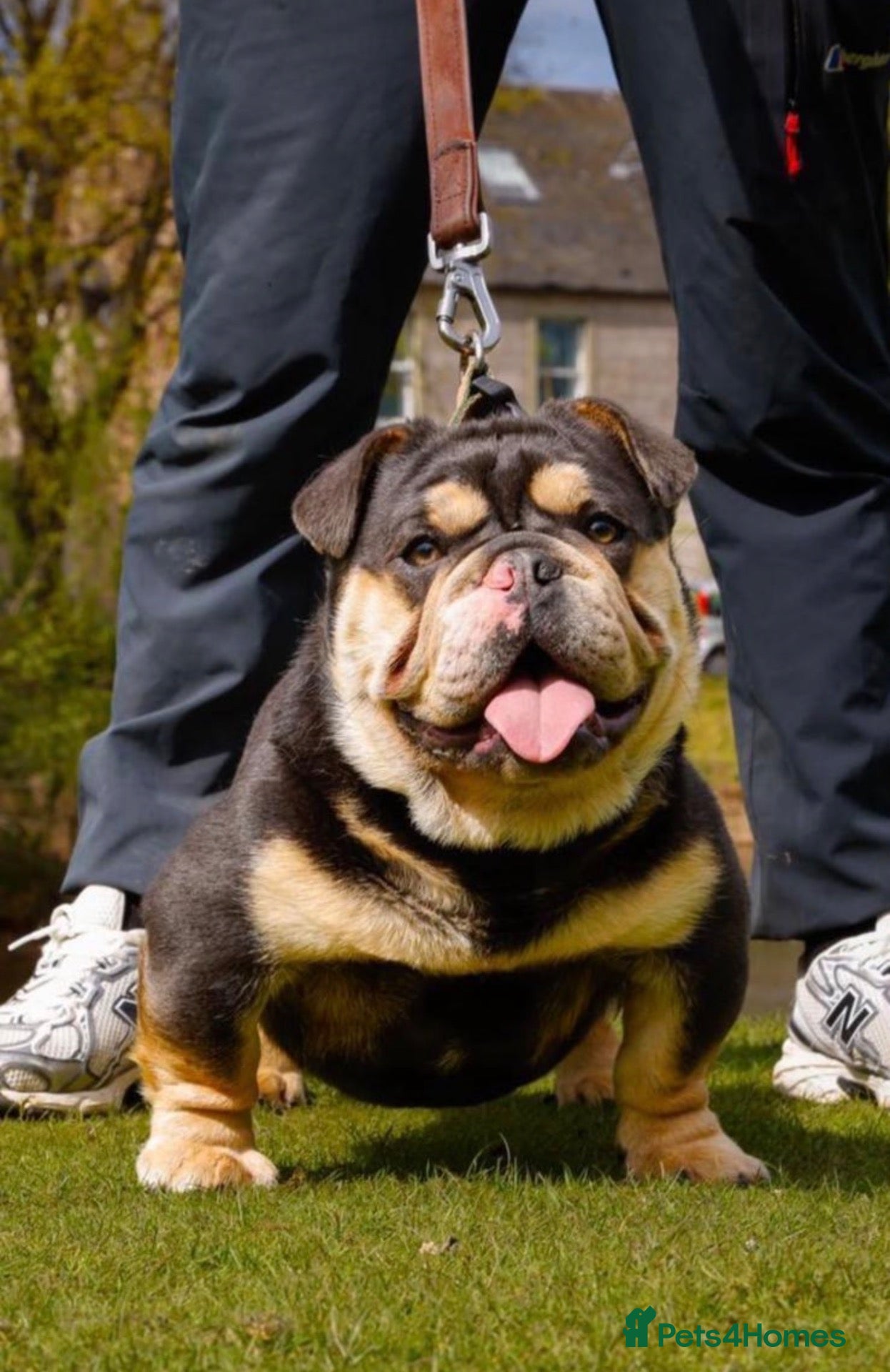 English Bulldog dogs Male English Bulldog for sale  - Advert 2