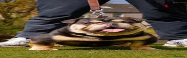 English Bulldog 1