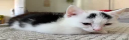 Mixed Breed cats for sale: Ready now for their new forever homes - Advert 4