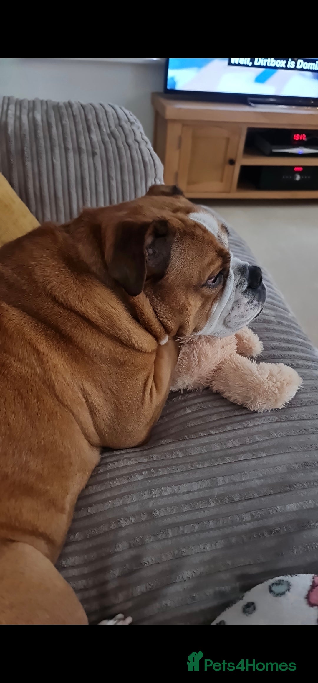 English Bulldog dogs Victorian Bulldog 6 years old - Advert 9