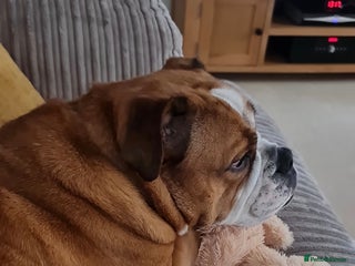 English Bulldog dogs Victorian Bulldog 6 years old - Advert 1