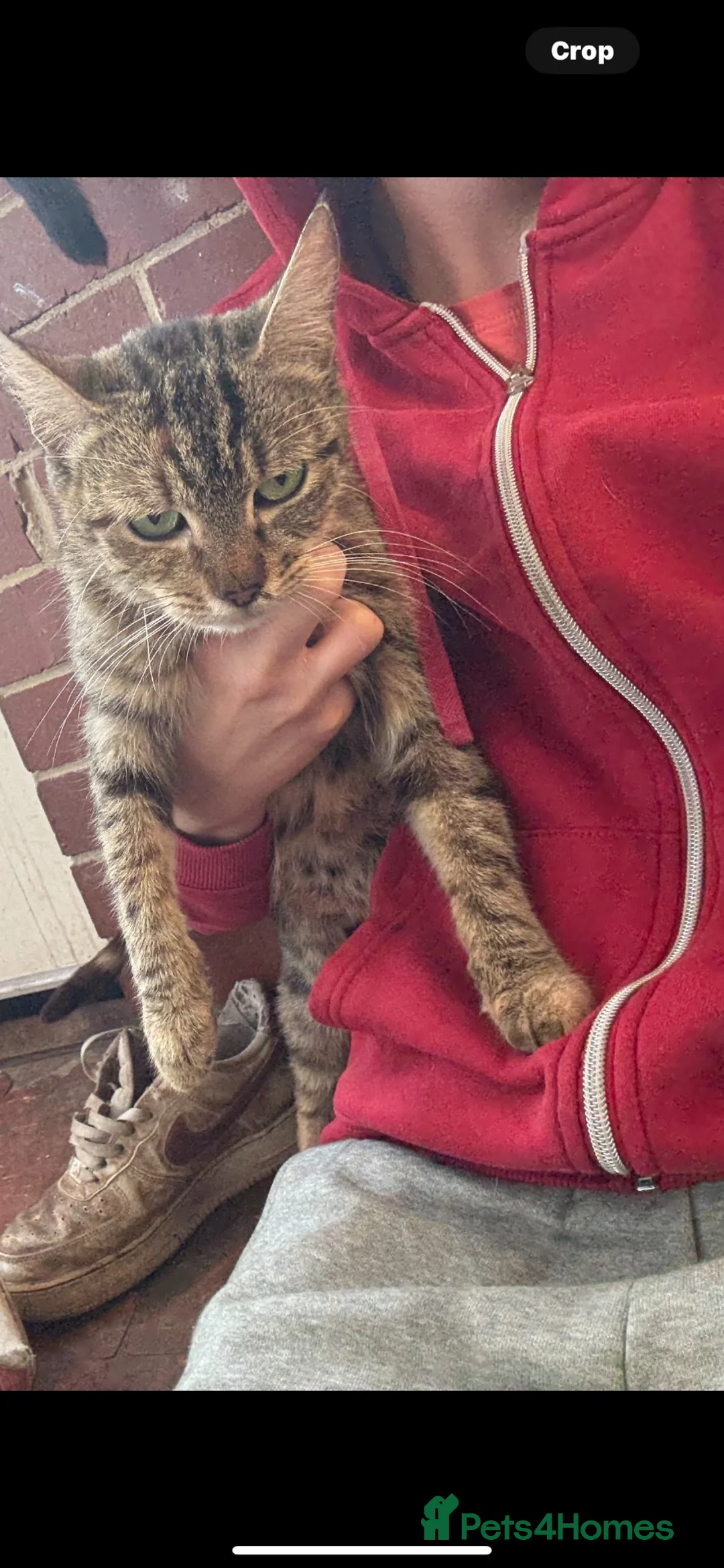 Mixed Breed cats for sale: 2 beautiful mixed kittens  - Advert 1