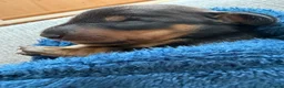 Miniature Dachshund dogs for sale: Beautiful miniature dachshund puppies  in Wednesbury - Advert 3