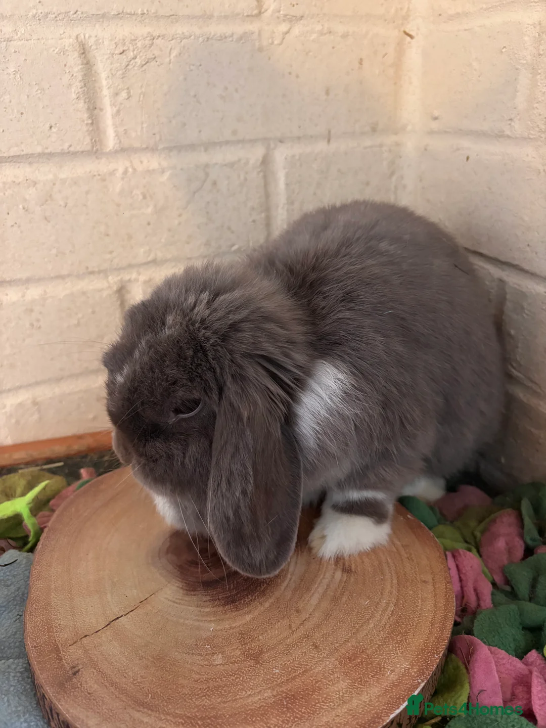 Mini Lop rabbits for sale: Mini lops  - Advert 5