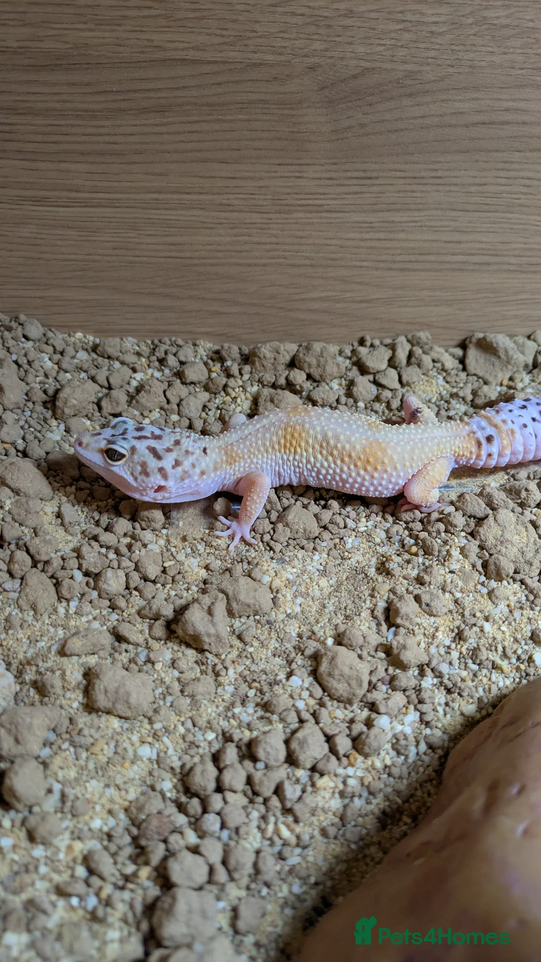Leopard Gecko reptiles for sale: Leopard gecko 🦎 & vivarium  in Chippenham - Advert 2