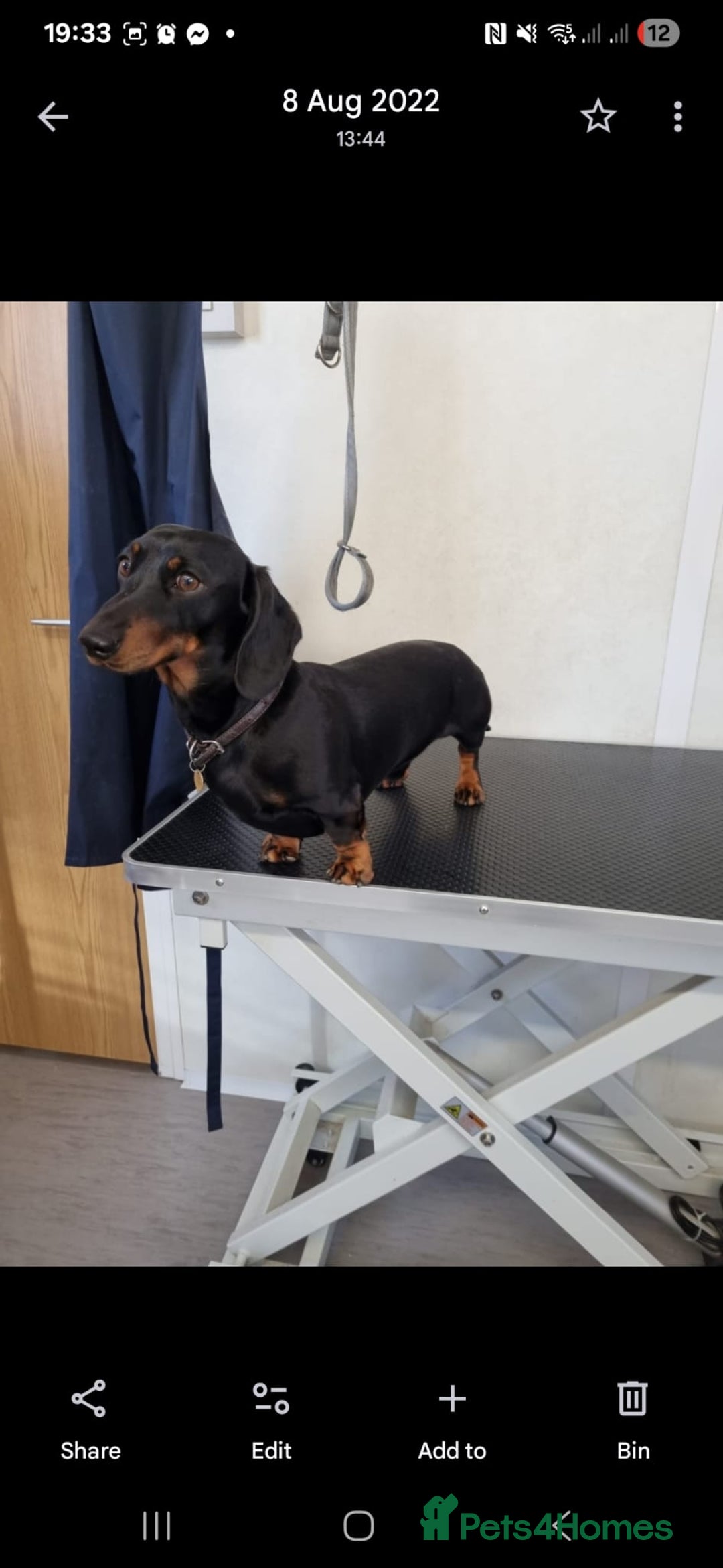 Miniature Dachshund dogs for stud: Black & Tan PRA clear Miniature Dachshund Stud - Advert 2