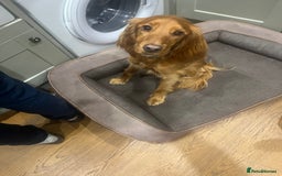 Cocker Spaniel dogs for sale: Loving cocker spaniel - Image 3