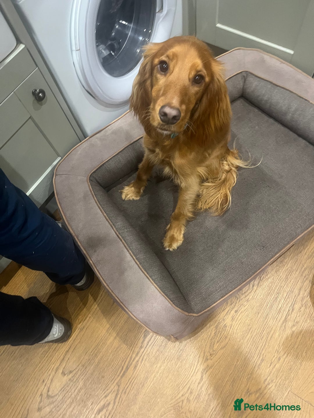 Cocker Spaniel dogs for sale: Loving cocker spaniel - Image 3