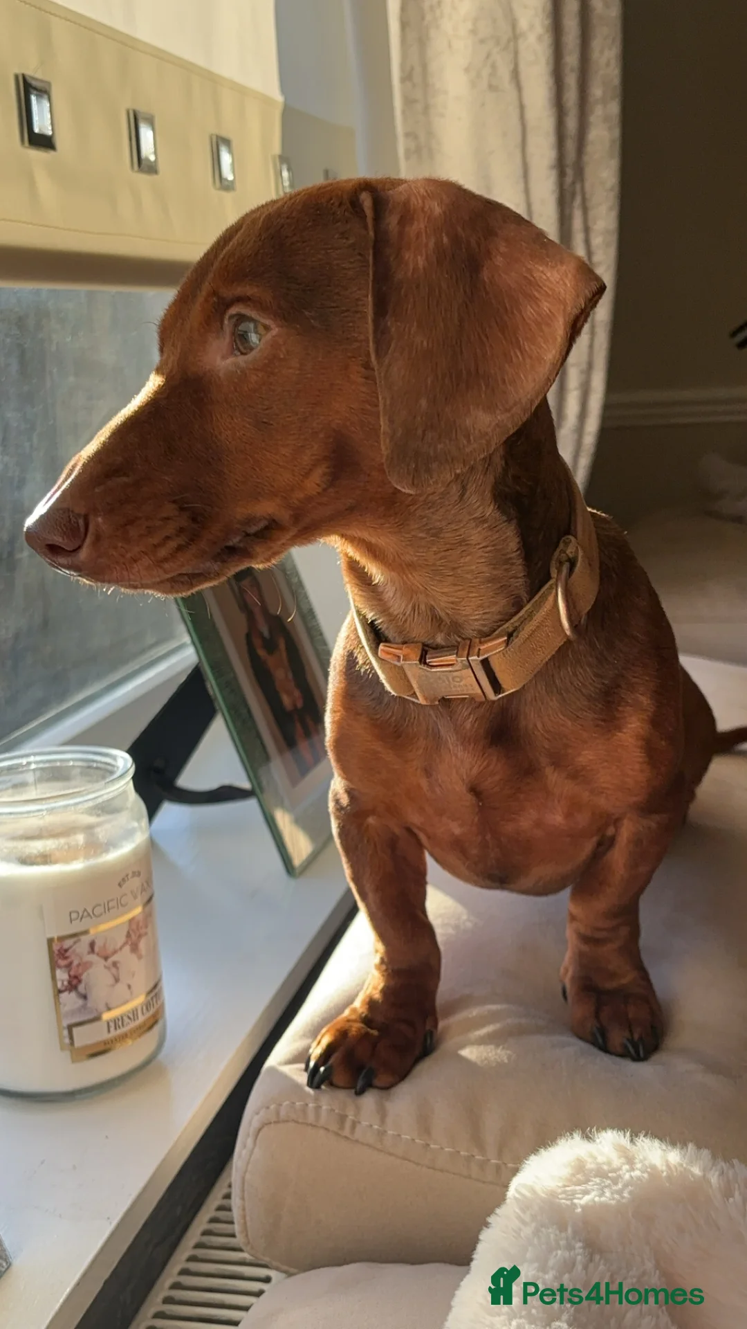 Miniature Dachshund dogs for stud: Looking for a female miniature daschund! - Advert 2