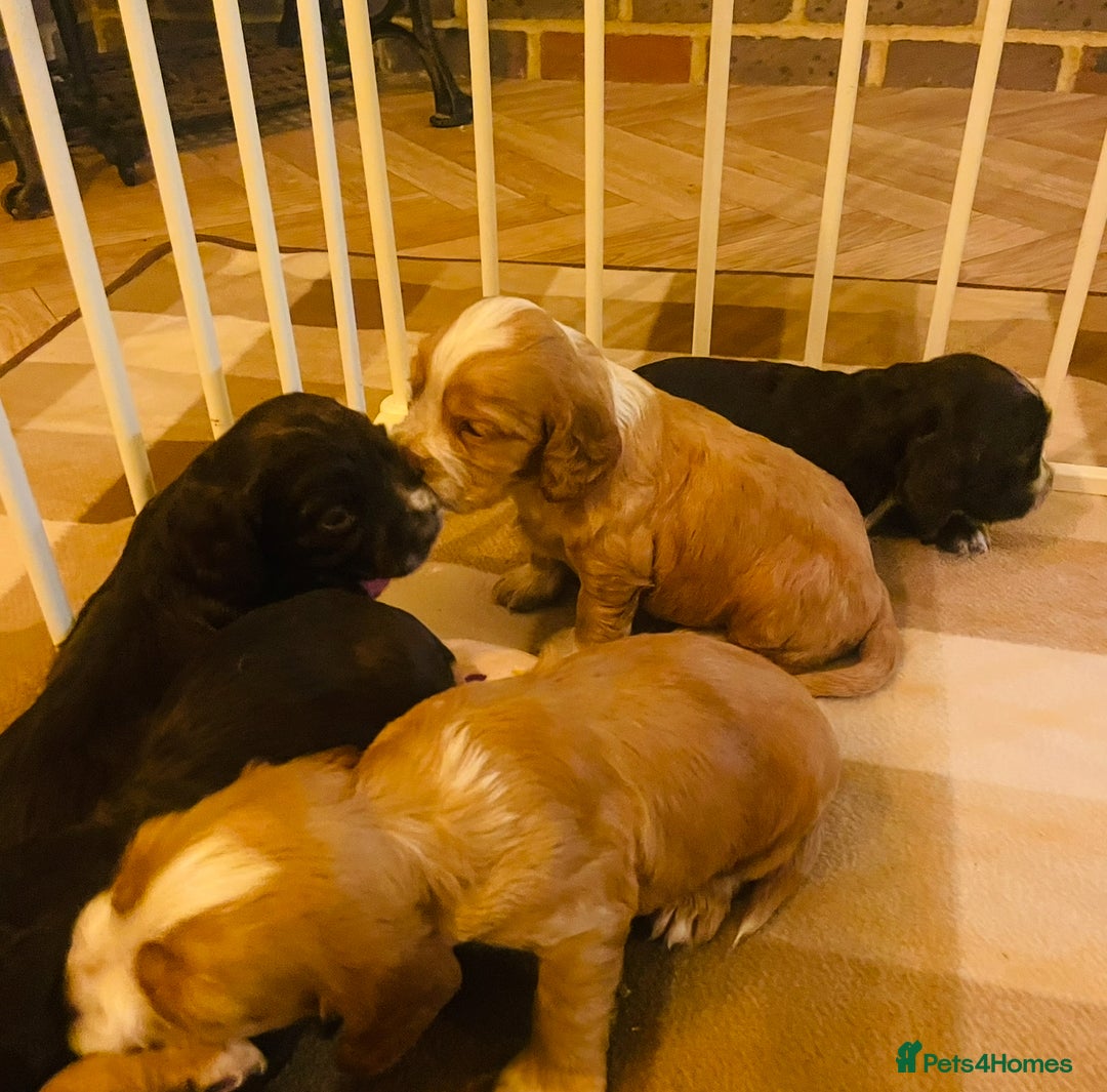 Cocker Spaniel dogs for sale: ❤️ Beautiful cocker spaniel puppies for sale ❤️ - Image 16