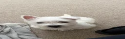 West Highland Terrier dogs for sale: 🐾Stunning Family Bred West Highland Terrier Pups - Advert 6