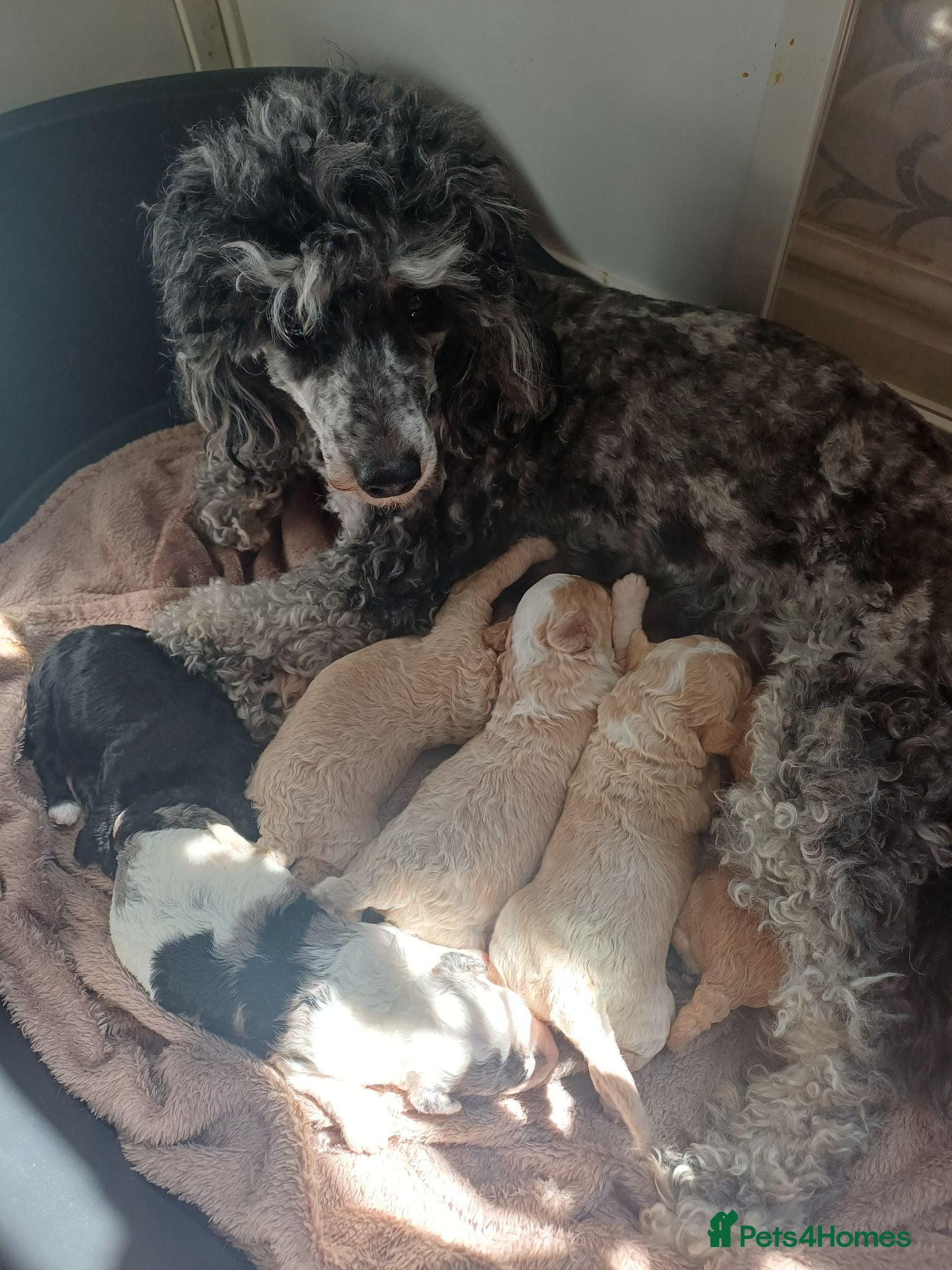 Cavapoochon dogs F1bb CAVAPOOCHON puppies 4th generation  - Advert 6