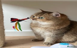 British Shorthair cats for sale: Retired Black golden queen  - Advert 4