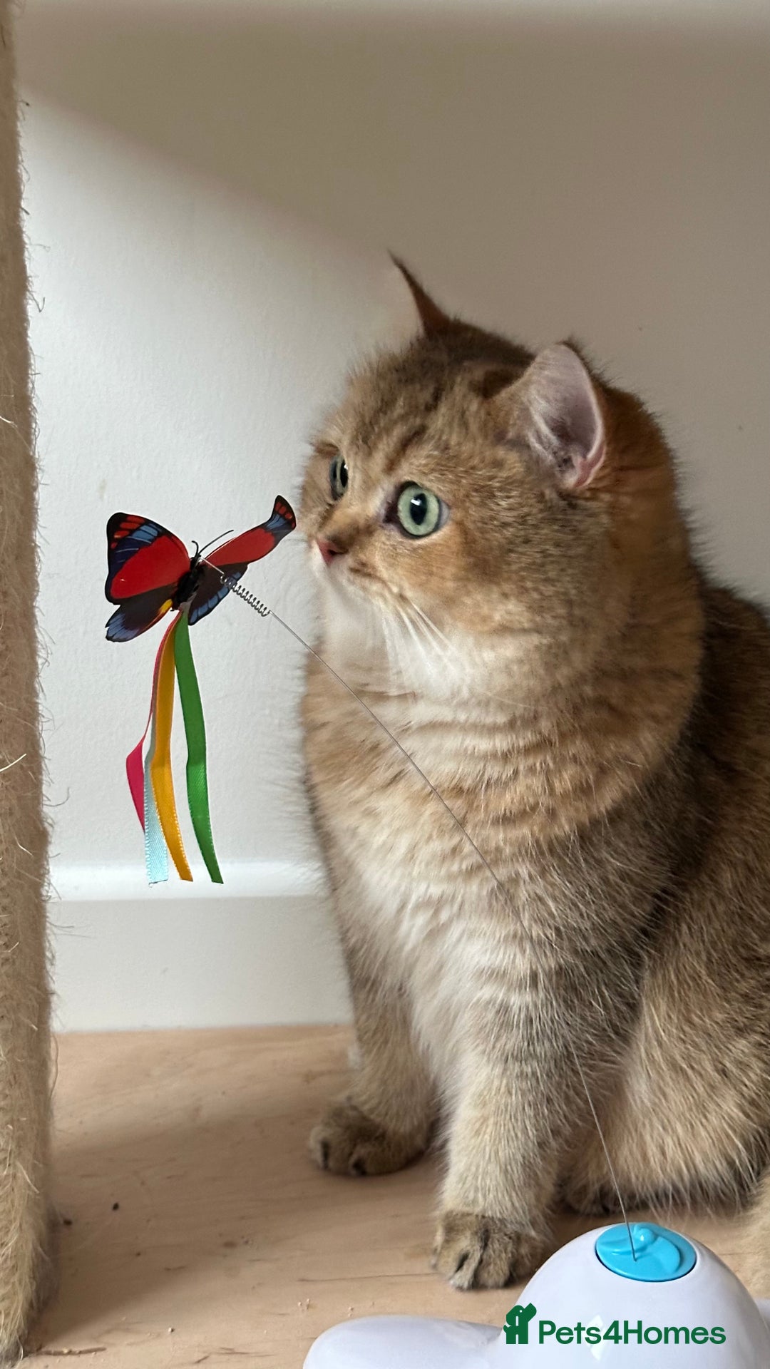 British Shorthair cats for sale: Retired Black golden queen  - Advert 4