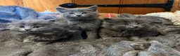 Mixed Breed cats for sale: Gorgeous grey kittens  - Advert 2