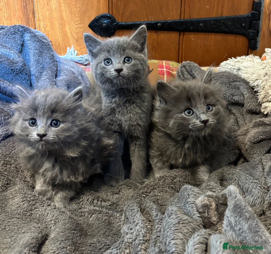 Mixed Breed cats for sale: Gorgeous grey kittens  - Advert 2