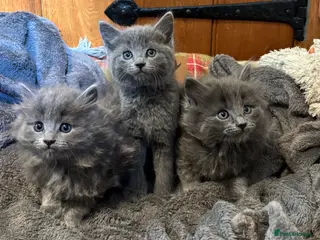 Mixed Breed cats Gorgeous grey kittens - Advert 11