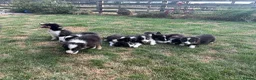 Border Collie dogs for sale: Beautiful Tri Border Collies looking for 5⭐️ homes - Advert 7