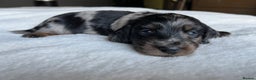 Miniature Dachshund dogs for sale: KC Long Hair Mini Dachshunds  - Advert 16