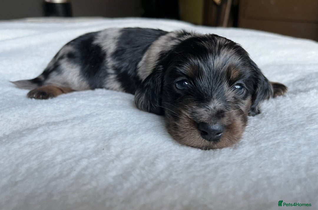Miniature Dachshund dogs for sale: KC Long Hair Mini Dachshunds  - Advert 16